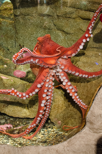 octopus